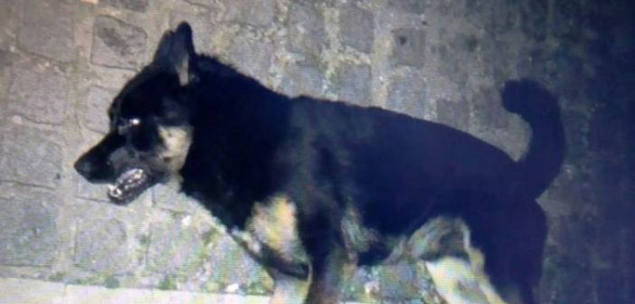 Νέα θανάτωση σκύλου με φόλα στη Βόνιτσα! (ΔΕΙΤΕ ΦΩΤΟ)