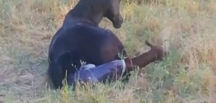 Εικόνες από τη γέννηση αλόγου στον Άγιο Ιωάννη Ρηγανά (VIDEO)