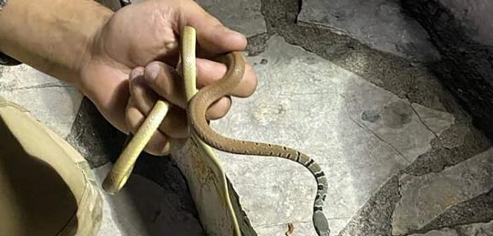 Φίδι εγκλωβίστηκε σε σπίτι στα Καλύβια