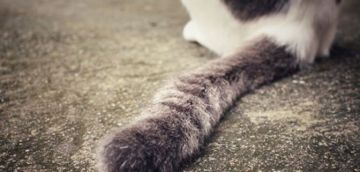 Μεσολόγγι: Πέταξαν σκοτωμένη γάτα με τα πόδια δεμένα (ΔΕΙΤΕ ΦΩΤΟ)