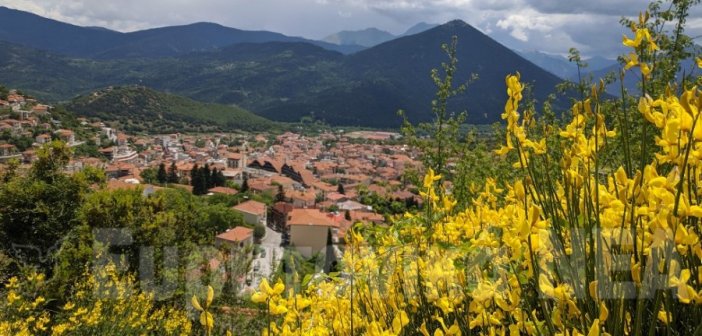Σπάρτο, το κίτρινο ευωδιαστό φυτό που στολίζει τέτοια εποχή την Ευρυτανία