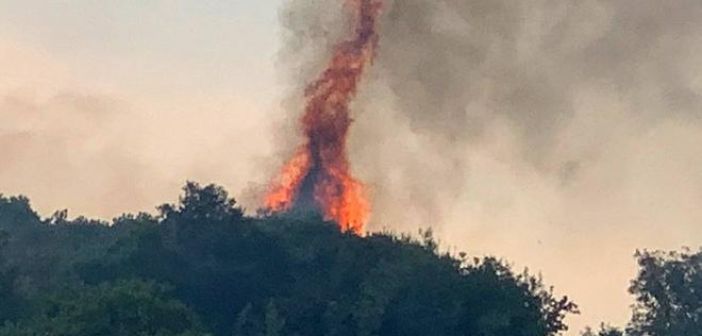 Αναδασωτέα δασική έκταση σε Σκουτερά – Σκουτεσιάδα