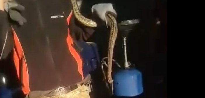 Αγρίνιο: Απεγκλωβισμός Λαφιάτη από κινητήρα αυτοκινήτου (VIDEO)