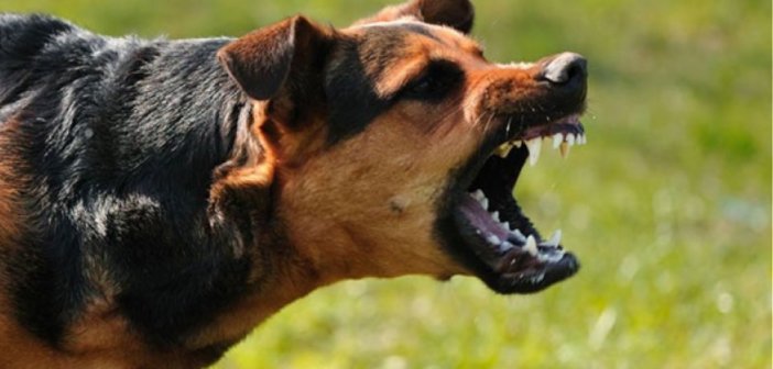 Ναύπακτος: Σκύλος επιτέθηκε σε ανήλικο αγόρι – Συνελήφθη ο ιδιοκτήτης