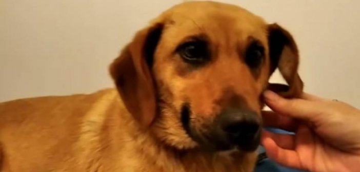 Δυτική Ελλάδα – Αιγιάλεια: Υπερήλικας βίασε σκυλίτσα – Τι “έδειξε” η κτηνιατρική εξέταση