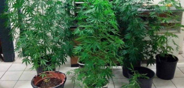 Αγρίνιο: Έρευνα για ναρκωτικά σε οικία νεαρών – Τι εντόπισε η ΕΛ.ΑΣ., δύο συλλήψεις