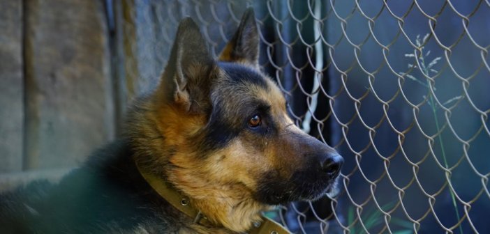 Σκυλιά επιτέθηκαν σε 2χρονο στην Ουκρανία και του έκοψαν τους όρχεις – Χαροπαλεύει το αγόρι