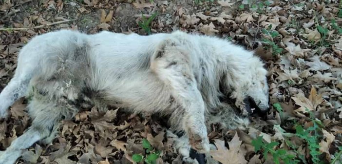 Θλιβερή εικόνα με “φολιασμένα” τετράποδα στον Δαφνιά Μακρυνείας