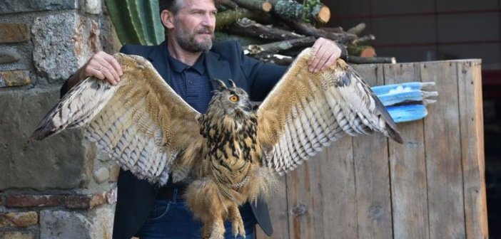 Η μεγαλύτερη κουκουβάγια του κόσμου διασώθηκε στην περιοχή του Καλυβίων Αγρινίου