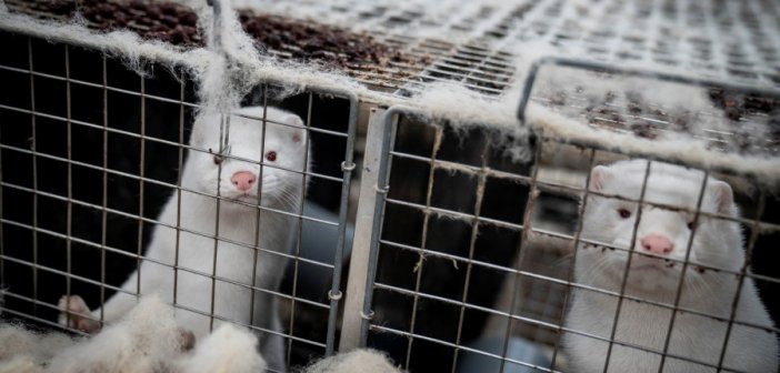 Κορονοϊός: Θετικά όλα τα δείγματα των μίνγκ στη φάρμα της Κοζάνης! Επιβεβαιώθηκαν οι χειρότεροι φόβοι