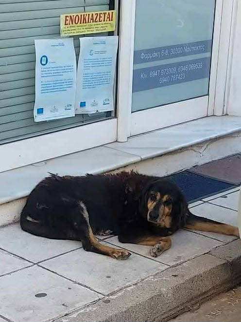 “Έφυγε” ο Πάτροκλος – ο μακροβιότερος αδέσποτος της Ναυπάκτου