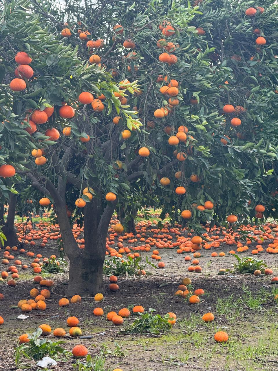 Η Χριστίνα Σταρακά στις κατεστραμμένες καλλιέργειες σε Ευηνοχώρι και Γαλατά 