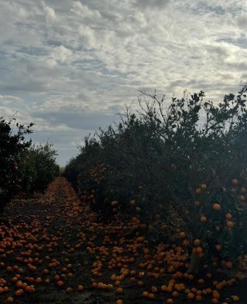 Η Χριστίνα Σταρακά στις κατεστραμμένες καλλιέργειες σε Ευηνοχώρι και Γαλατά 