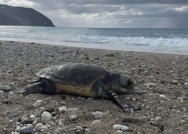 Λευκάδα: Νεκρή χελώνα caretta – caretta στον Αι Γιάννη