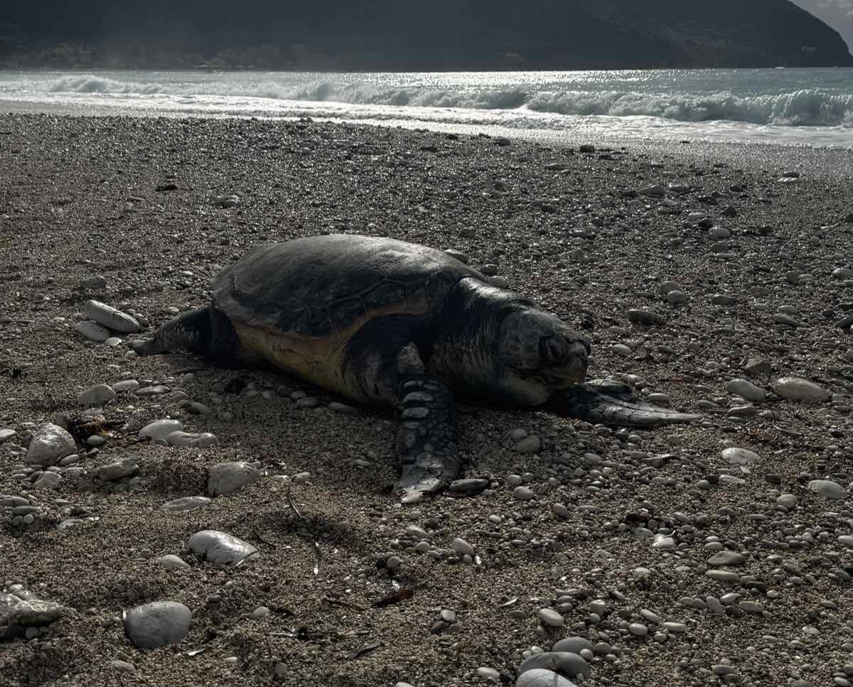 Λευκάδα: Νεκρή χελώνα caretta – caretta στον Αι Γιάννη
