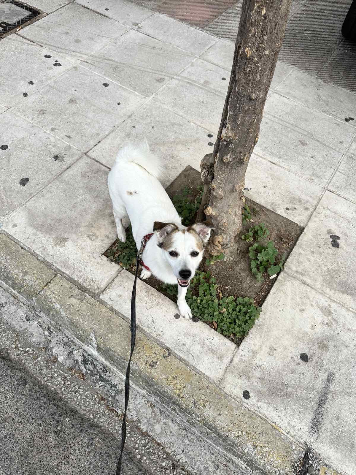 Λουτρό Αμφιλοχίας: Aναζητείται σκύλος - Δίνεται αμοιβή