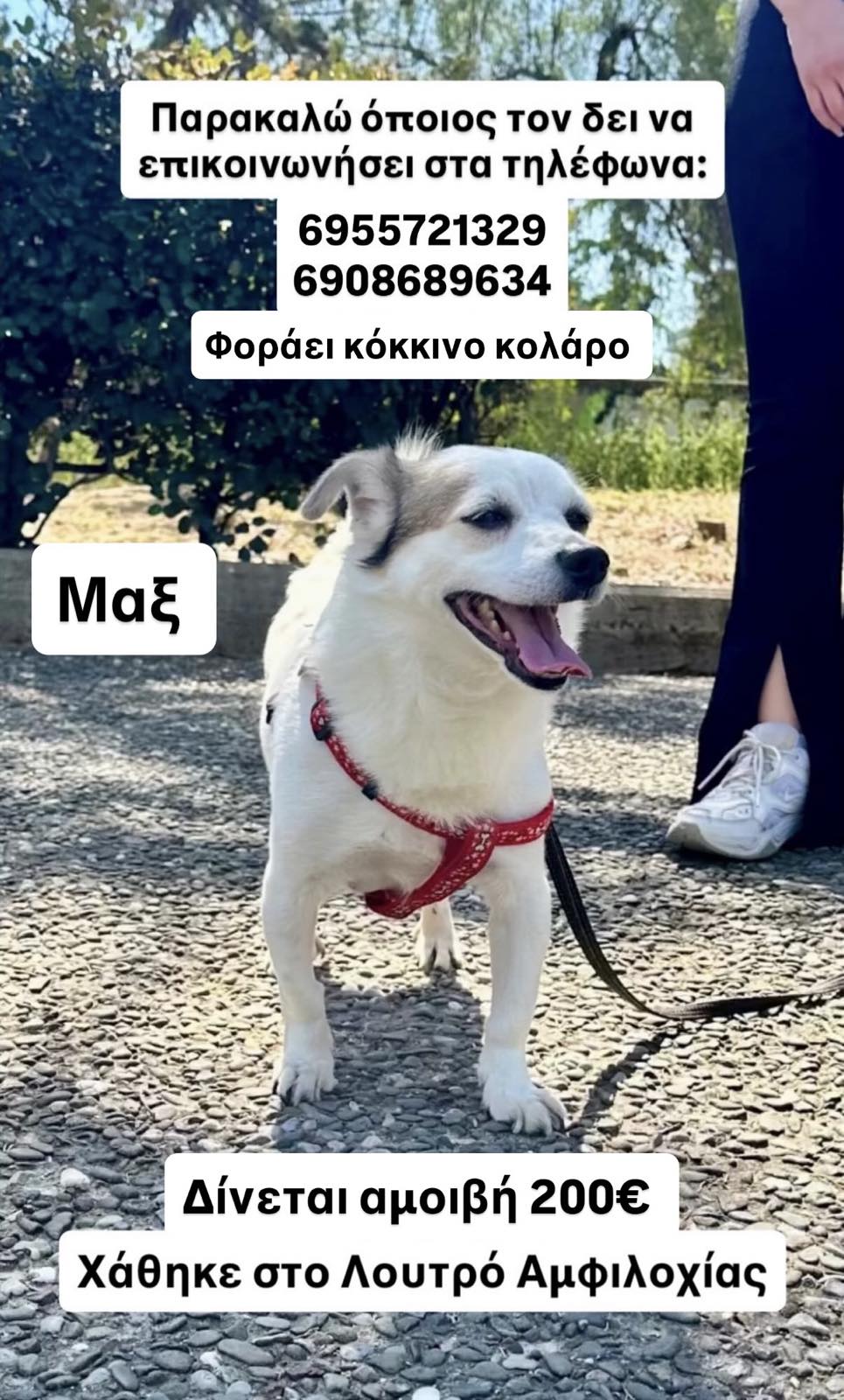 Λουτρό Αμφιλοχίας: Aναζητείται σκύλος - Δίνεται αμοιβή
