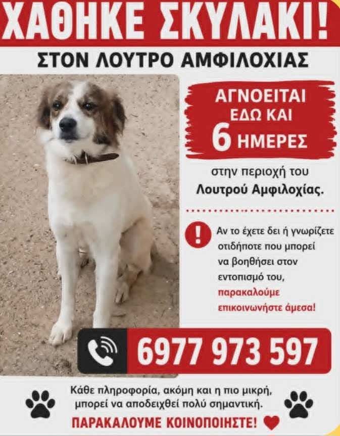 Χάθηκε σκύλος στο Λουτρό Αμφιλοχίας – Έκκληση βοήθειας από τους ιδιοκτήτες του