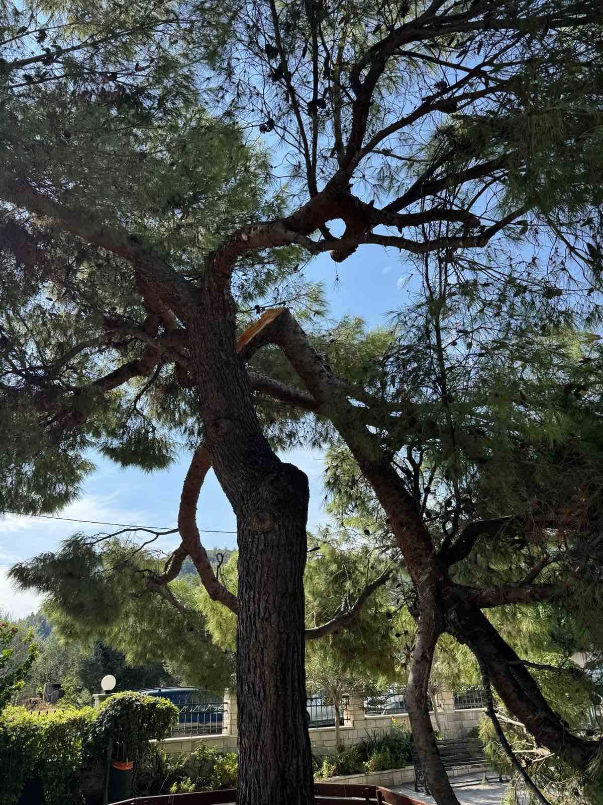 Σοκ σε κηδεία στον Άγιο Νικόλαο Λυγιά Ναυπάκτου - Τρεις τραυματίες από πτώση δέντρου