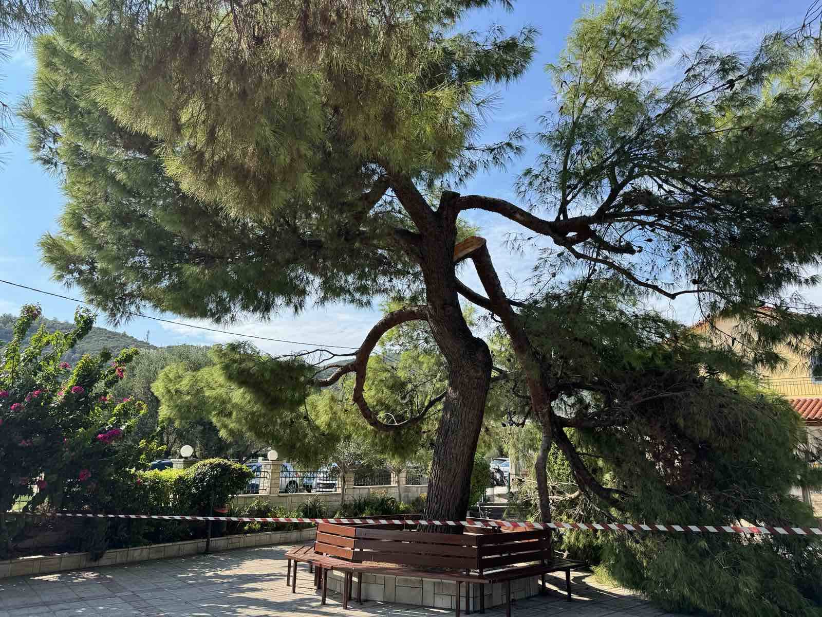 Σοκ σε κηδεία στον Άγιο Νικόλαο Λυγιά Ναυπάκτου - Τρεις τραυματίες από πτώση δέντρου
