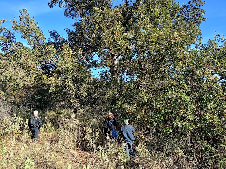 Φθινοπωρινή απόδραση στο βελανιδοδάσος Ξηρομέρου με αναβίωση εθίμου και ιστορική περιήγηση