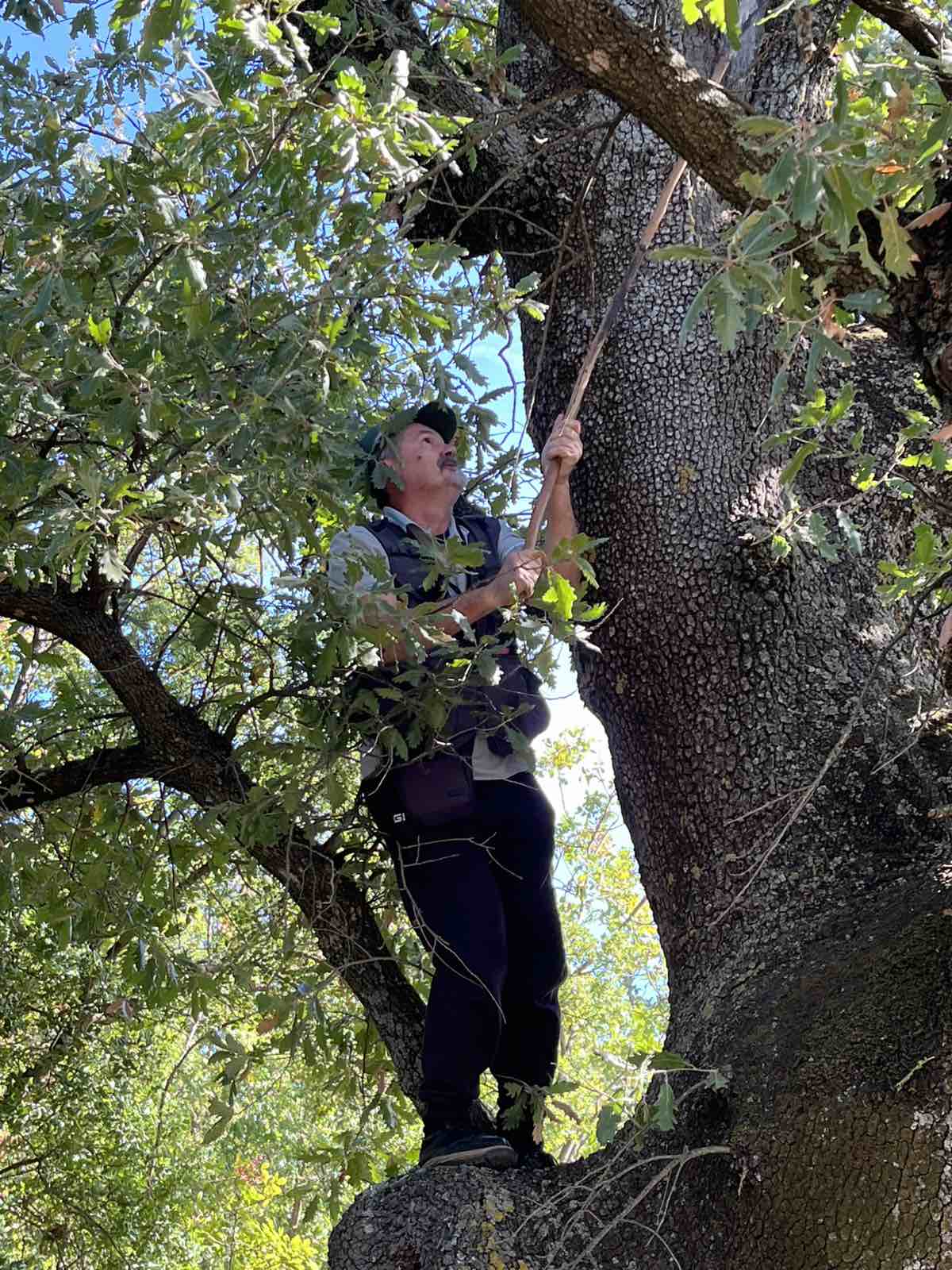 Φθινοπωρινή απόδραση στο βελανιδοδάσος Ξηρομέρου με αναβίωση εθίμου και ιστορική περιήγηση